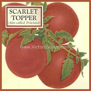 'Pritchard' (aka 'Scarlet Topper') tomato from the 1933 Isbell's Seed annual.