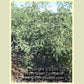 Primrose Gage tomato plant.