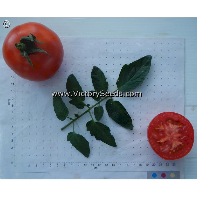 'Pritchard' (aka 'Scarlet Topper') tomatoes.
