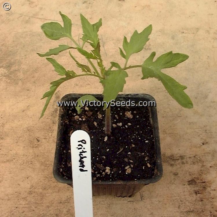 'Pritchard' (aka 'Scarlet Topper') tomato seedling.