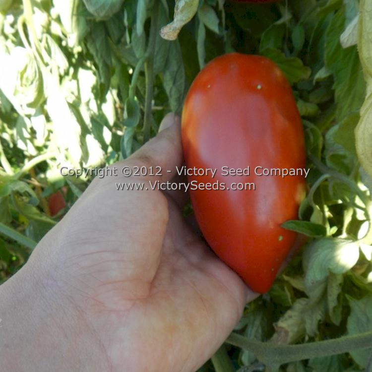 'Prue' tomatoes.