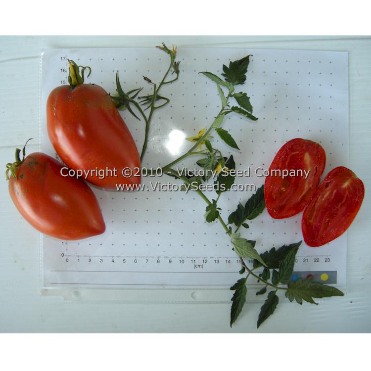 'Prue' tomatoes.