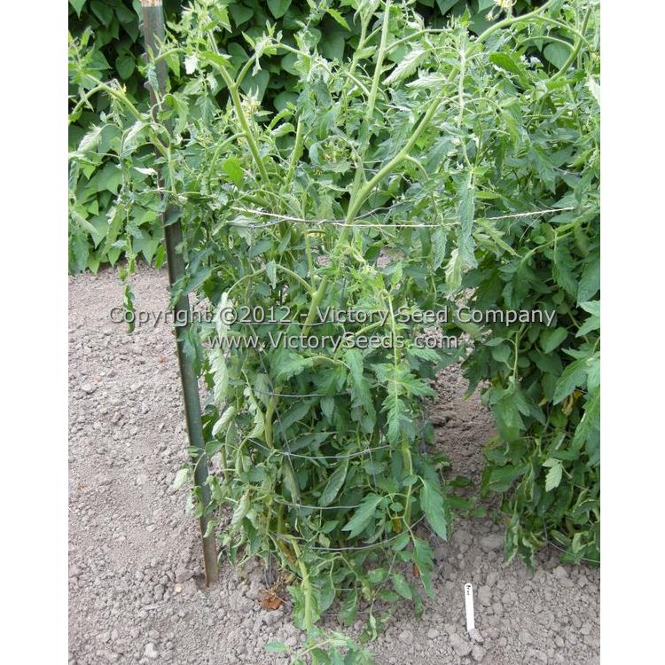 'Prue' tomato plant.