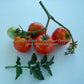 'Puck' tomatoes.