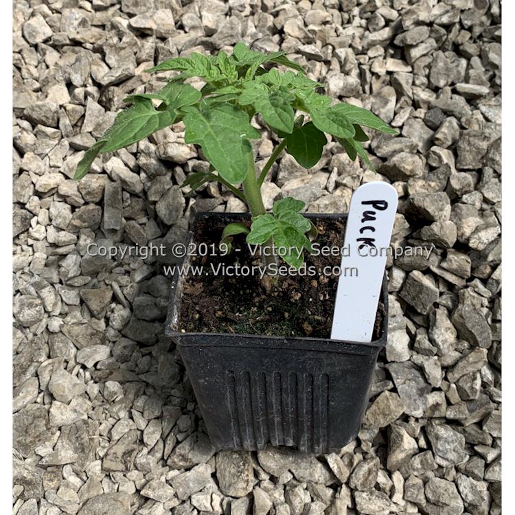 A 'Puck' tomato seedling.