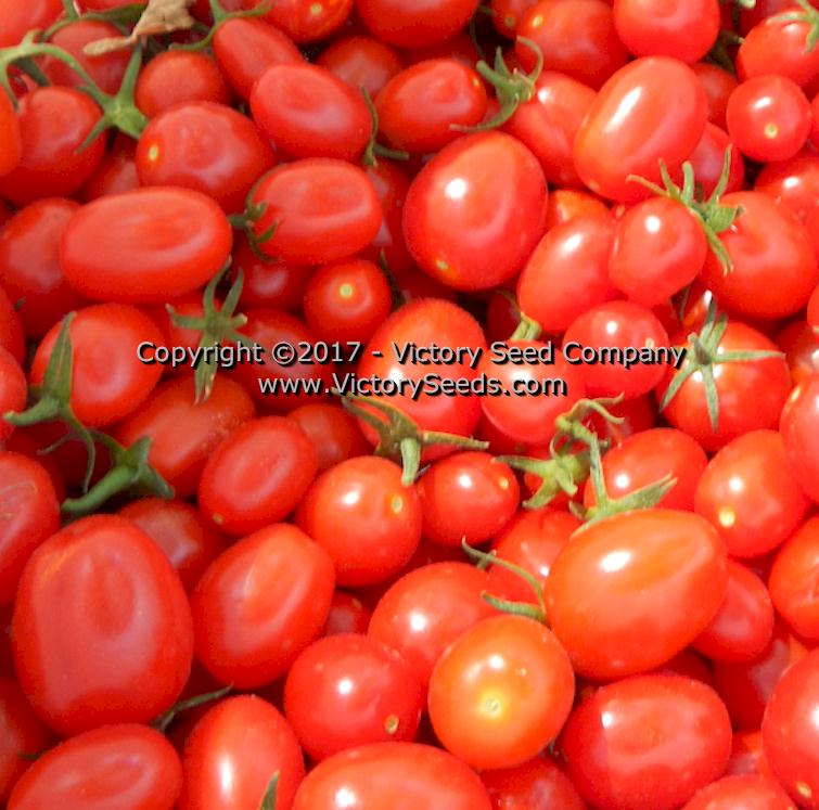 'Red Grape' tomatoes.