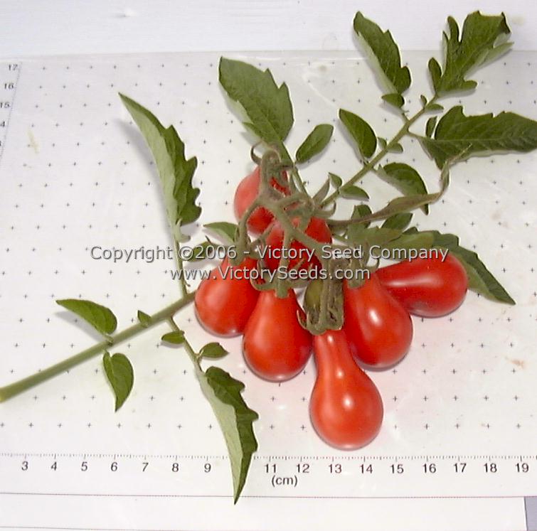 'Red Pear' tomatoes.