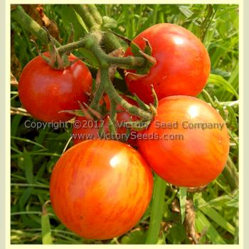 'Red Zebra' tomato plant.
