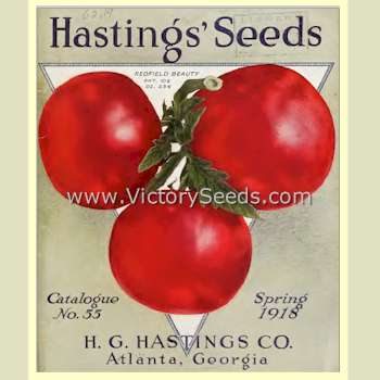 'Redfield Beauty' tomato on the cover of the 1918 Hasting's catalog.