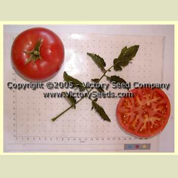 'Redfield Beauty' tomatoes.