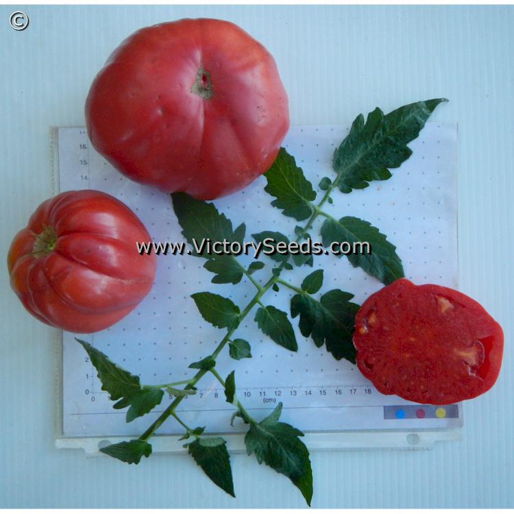 'Redmon Giant' tomatoes.