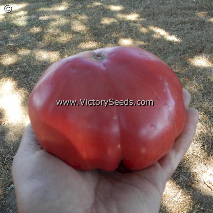 'Redmon Giant' tomato.