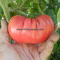 'Rieger's' Mortgage Lifter' tomato.