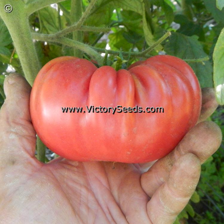 'Rieger's' Mortgage Lifter' tomato.