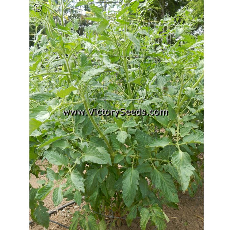 'Rieger's Mortgage Lifter' tomato plants.