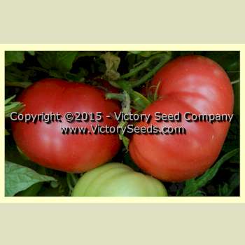 'Rosella Crimson' tomatoes.