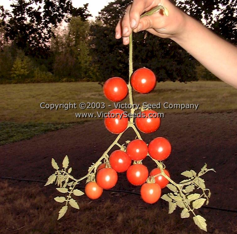 'Royal Red Cherry' tomatoes.