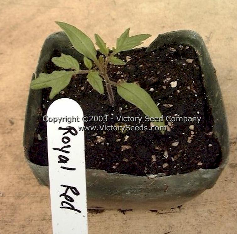 A 'Royal Red Cherry' tomato seedling.