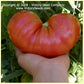 A giant 'Rozovyi Gigant' tomato.