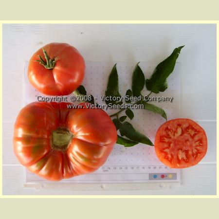 'Rozovyi Gigant' tomatoes.
