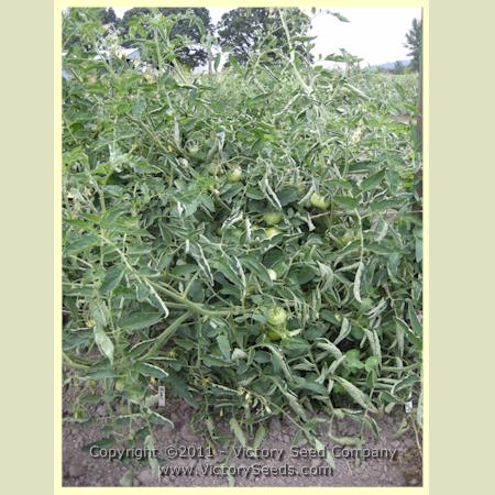 'Rozovyi Gigant' tomato plant.