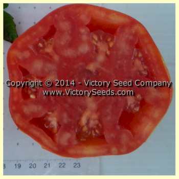 Sakharny Pudovichok Tomato