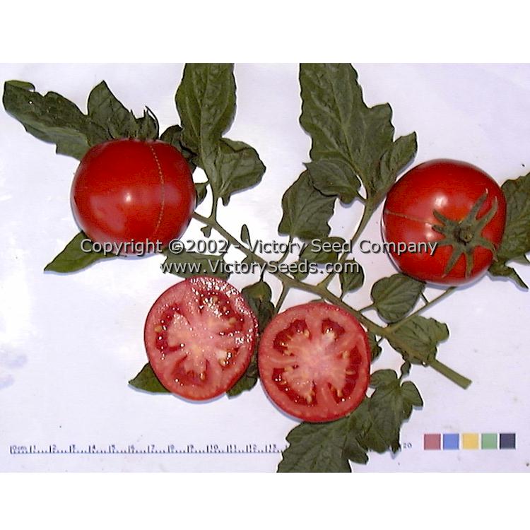 'Salsa' tomatoes.
