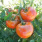 'Santiam' tomatoes.