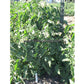 'Santiam' tomato plant.