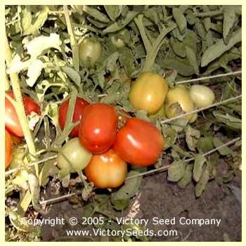 Saucy tomatoes on the plant.