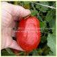 'Schiavone Italian Paste' tomato.