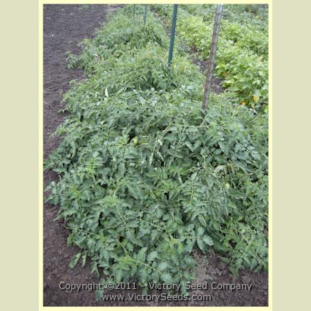 A row of 'Schiavone Italian Paste' tomato plants. Very uniform!