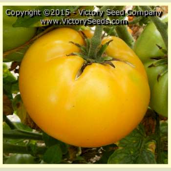 'Sean's Yellow Dwarf' tomato.