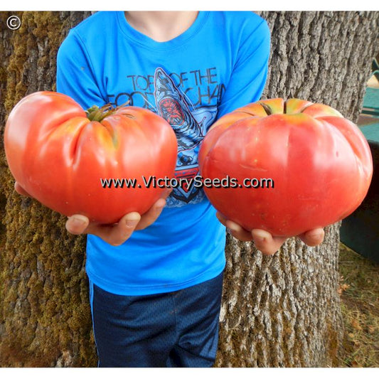 'Shackelford Giant Pink' tomato.