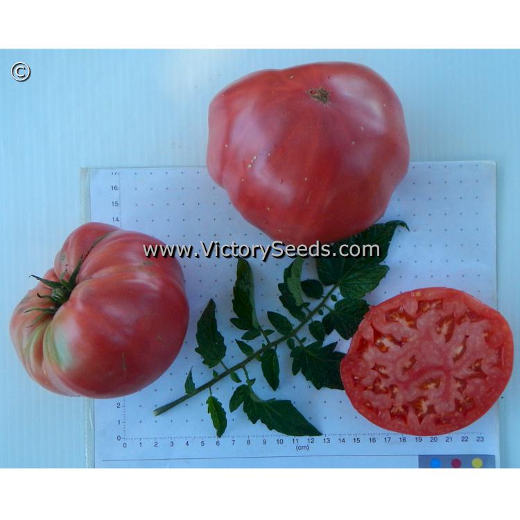 'Shackelford Giant Pink' tomatoes.