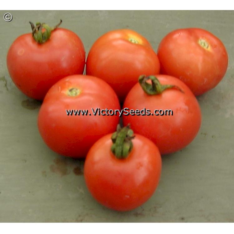 'Siberia' tomatoes.