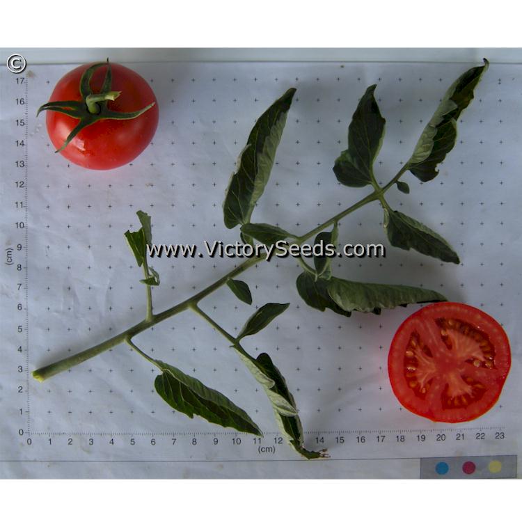 'Siberia' tomatoes.