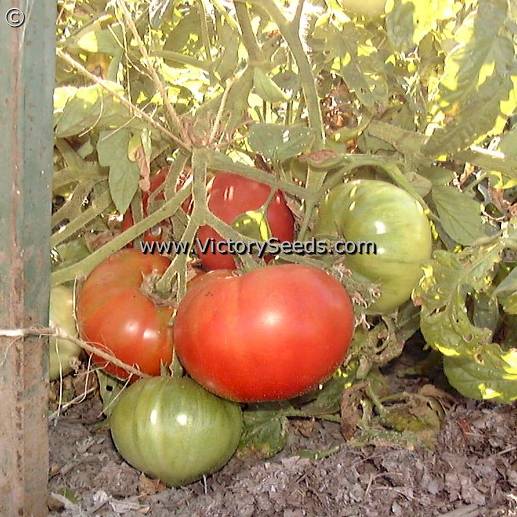 'Siletz' tomatoes.