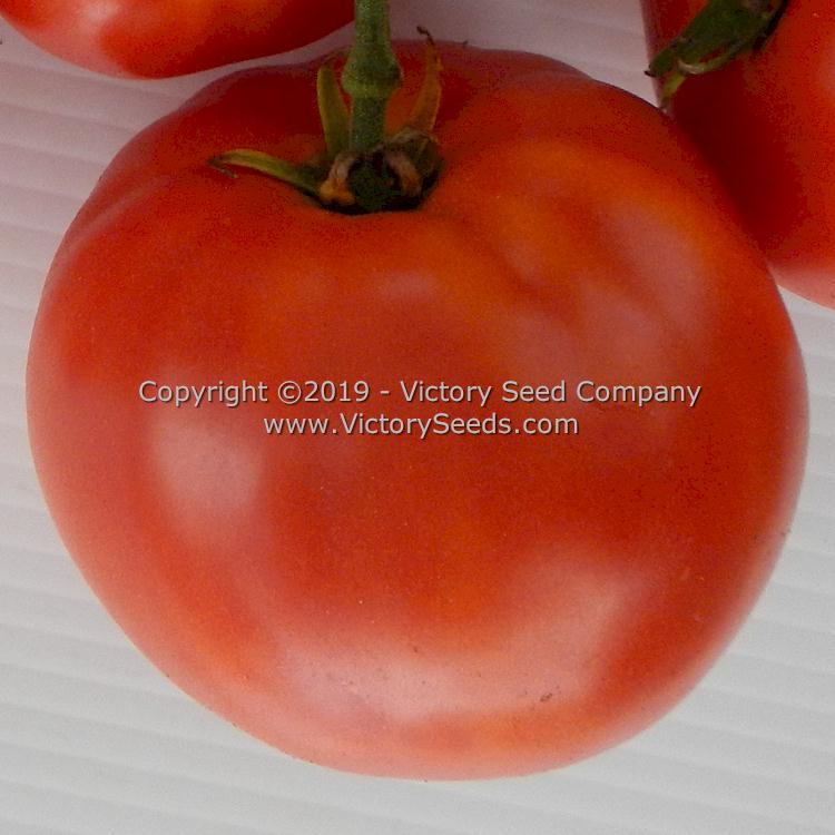 'Sioux' tomato.