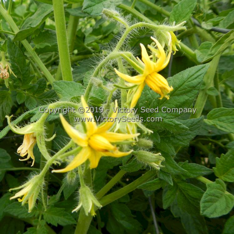 A cluster of 'Sioux' tomato flowers.
