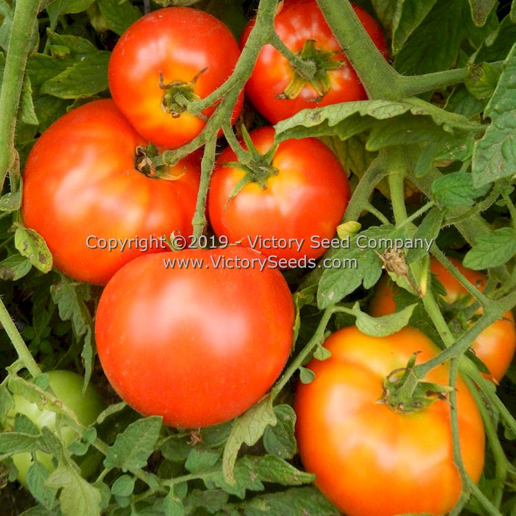 A cluster of 'Sioux' tomatoes.