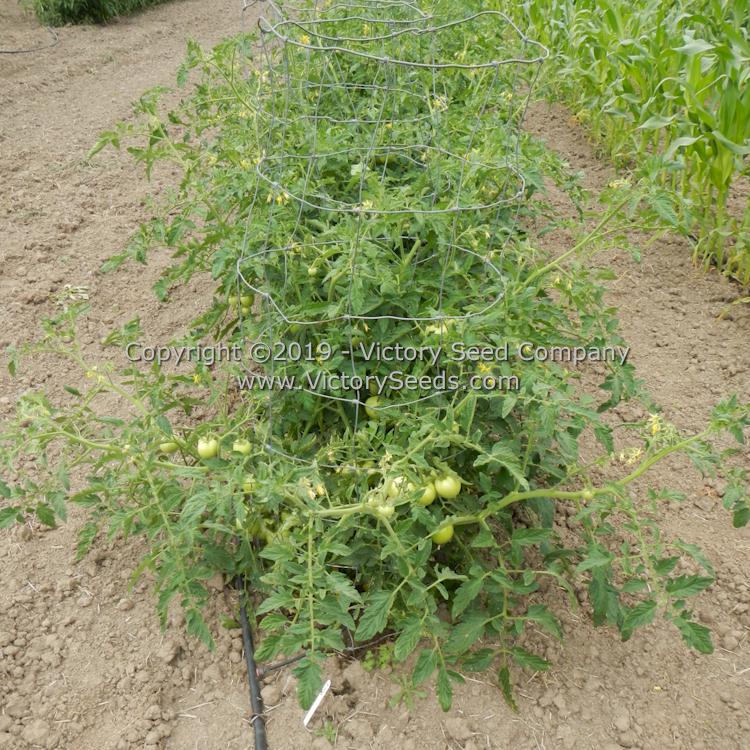 'Sioux' tomato plants.