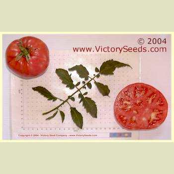 'Special Turkish' tomatoes.