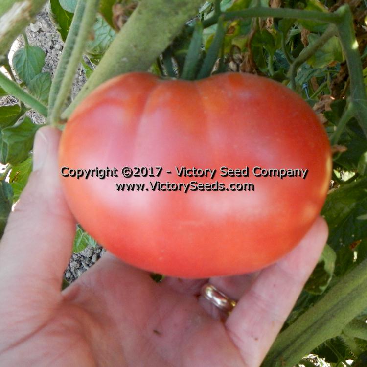 'Springston Heirloom' tomato.