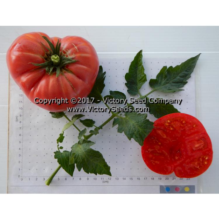 'Springston Heirloom' tomatoes.