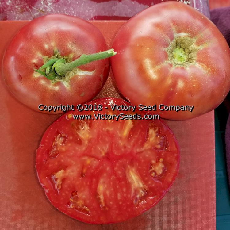 'Springston Heirloom' tomatoes.
