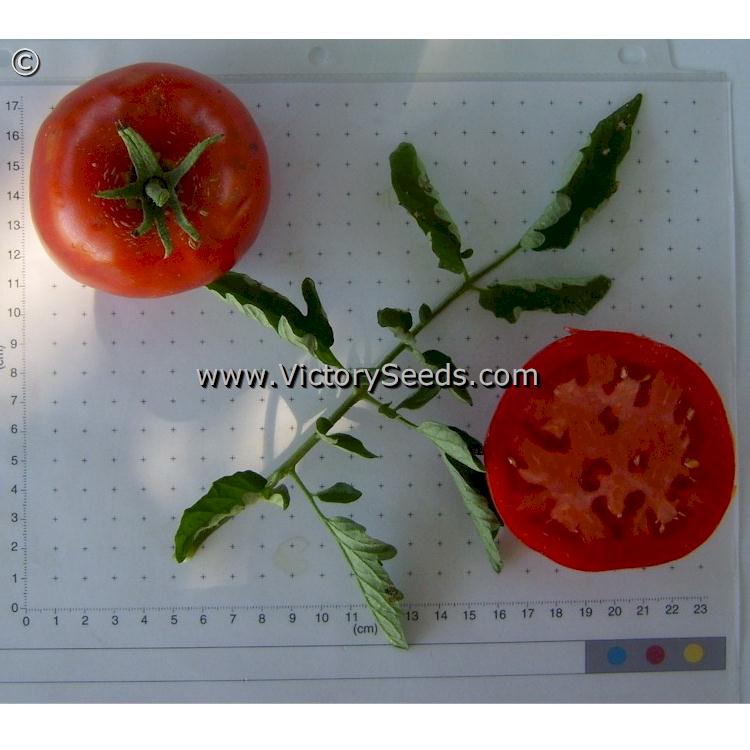 'Starfire' tomatoes.