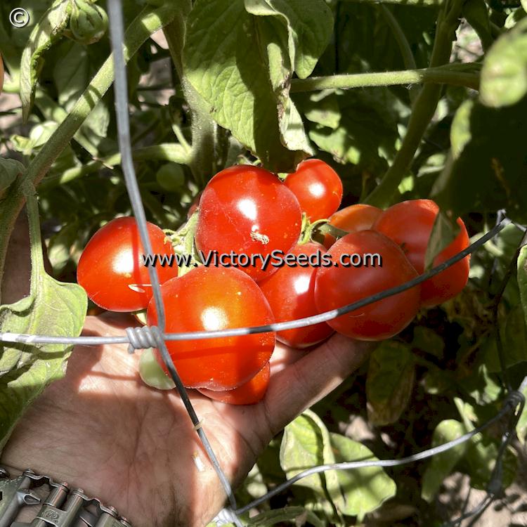 'Stephania Heritage' tomato.