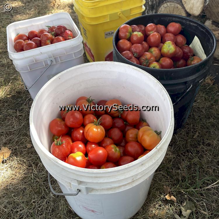 'Stephania Heritage' tomatoes.