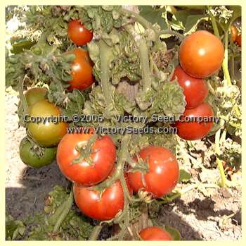 'Stick' tomato fruits.